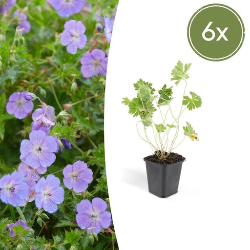 "Storchschnabel 6er-Set (Geranium romanum) – winterharte Staude, Topf-Ø 9 cm, Höhe ca. 25 cm image"