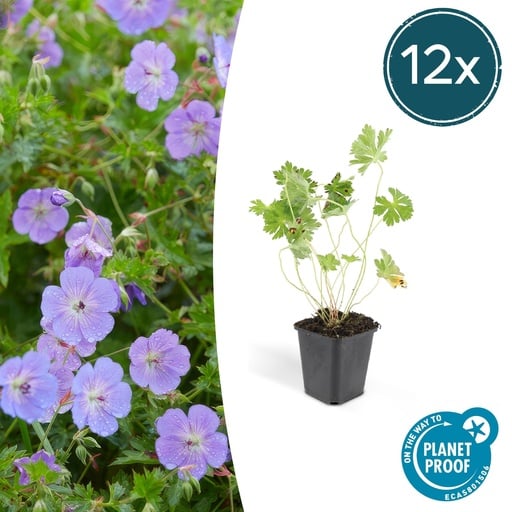 "12x Geranium Rozanne - ↕10-25cm - Ø9cm image"