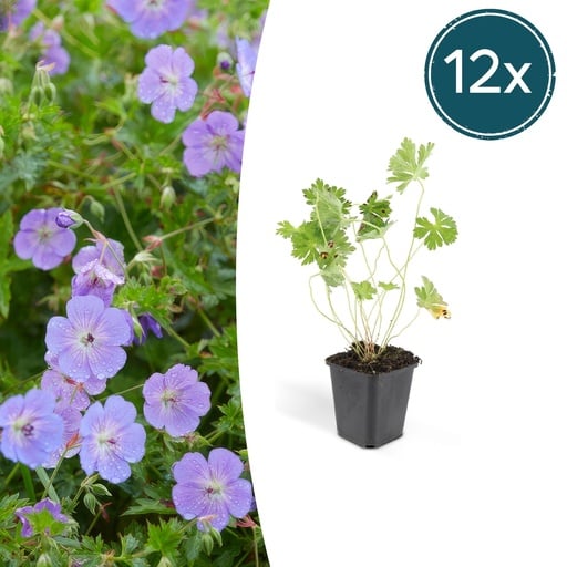 "Storchschnabel 12er-Set (Geranium romanum) – winterharte Staude, Topf-Ø 9 cm, Höhe ca. 25 cm image"