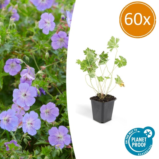 "Storchschnabel 60er-Set (Geranium romanum) – winterharte Staude, Topf-Ø 9 cm, Höhe ca. 25 cm image"