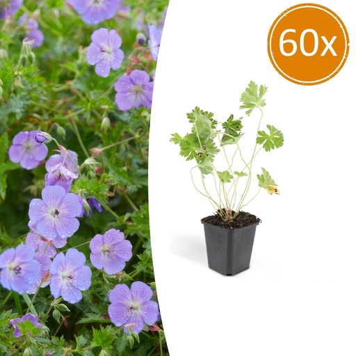 "Storchschnabel 'Rozanne' 60er-Set (Geranium) – Staude, Topf-Ø 9 cm, Höhe ca. 10–25 cm image"