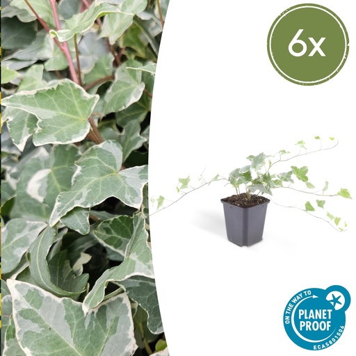 "6x Hedera helix 'Glacier' - ↕10-25cm - Ø9cm image"