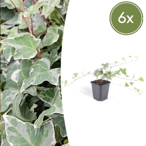 "Efeu 'Glacier' 6er-Set (Hedera helix) – winterharte Kletterpflanze, Topf-Ø 9 cm, Höhe ca. 25 cm image"