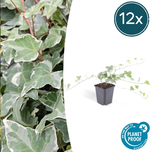 "12x Hedera helix 'Glacier' - ↕10-25cm - Ø9cm image"
