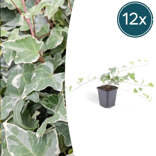 "Efeu 'Glacier' 12er-Set (Hedera helix) – winterharte Kletterpflanze, Topf-Ø 9 cm, Höhe ca. 25 cm image"