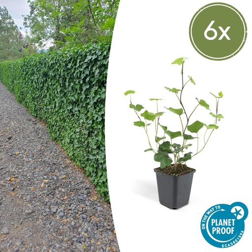 "Irischer Efeu 6er-Set (Hedera hibernica) – winterharte Kletterpflanze, Topf-Ø 9 cm, Höhe ca. 25 cm image"
