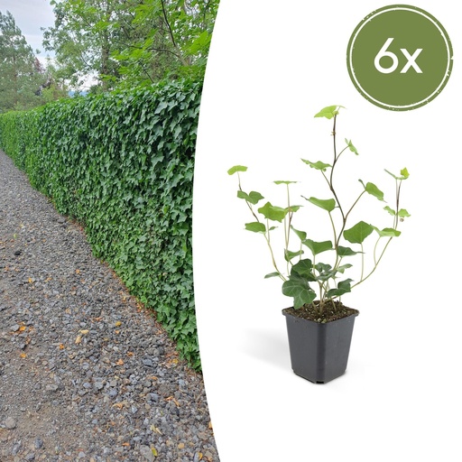 "Irischer Efeu 6er-Set (Hedera hibernica) – winterharte Kletterpflanze, Topf-Ø 9 cm, Höhe ca. 25 cm image"