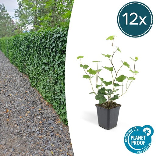 "12x Hedera Hibernica - ↕10-25cm - Ø9cm image"