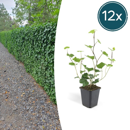 "Irischer Efeu 12er-Set (Hedera hibernica) – winterharte Kletterpflanze, Topf-Ø 9 cm, Höhe ca. 25 cm image"