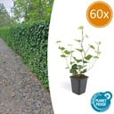 60x Hedera Hibernica - ↕10-25cm - Ø9cm