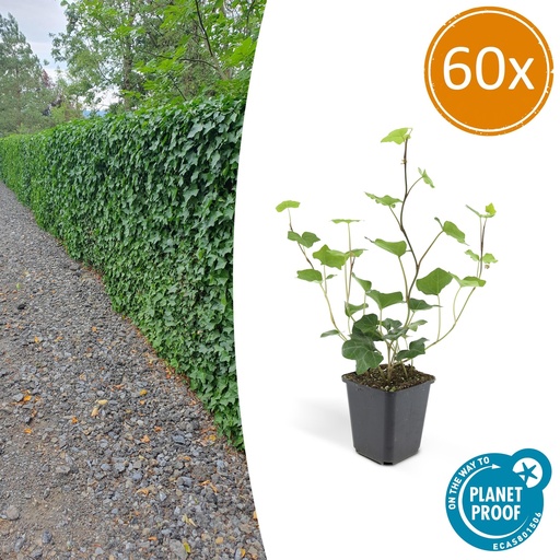 "60x Hedera Hibernica - ↕10-25cm - Ø9cm image"