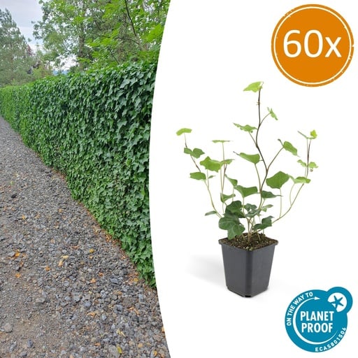 "60x Hedera Hibernica - ↕10-25cm - Ø9cm image"