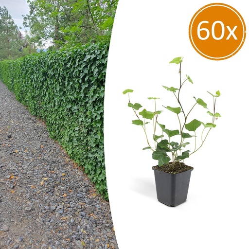 "Irischer Efeu 60er-Set (Hedera hibernica) – winterharte Kletterpflanze, Topf-Ø 9 cm, Höhe ca. 25 cm image"