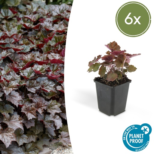 "6x Heuchera mic. 'Palace Purple' - ↕10-25cm - Ø9cm image"