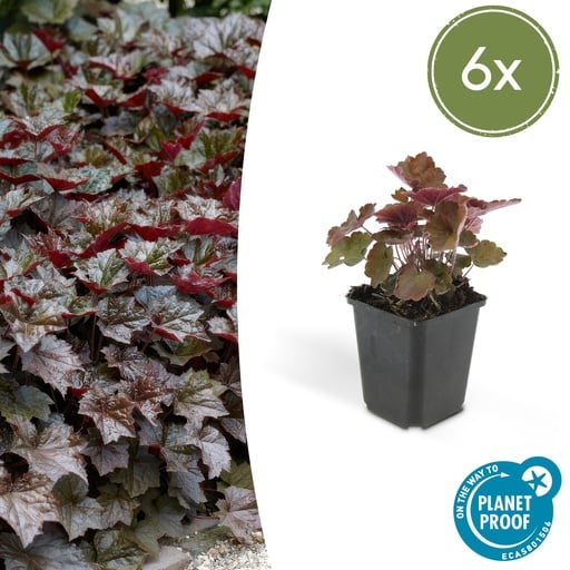 "Purpurglöckchen 'Palace Purple' 6er-Set (Heuchera micrantha) – winterharte Blattschmuckstaude, Topf-Ø 9 cm, Höhe ca. 25 cm image"