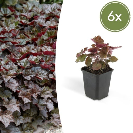 "Purpurglöckchen 'Palace Purple' 6er-Set (Heuchera micrantha) – winterharte Blattschmuckstaude, Topf-Ø 9 cm, Höhe ca. 25 cm image"