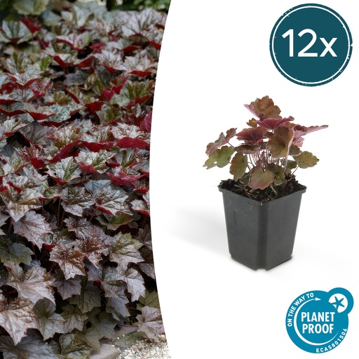 "12x Heuchera mic. 'Palace Purple' - ↕10-25cm - Ø9cm image"