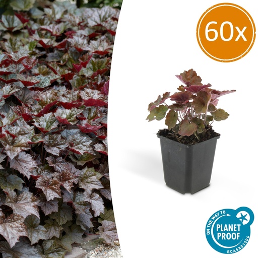 "60x Heuchera mic. 'Palace Purple' - ↕10-25cm - Ø9cm image"