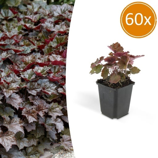 "Purpurglöckchen 'Palace Purple' 60er-Set (Heuchera micrantha) – winterharte Blattschmuckstaude, Topf-Ø 9 cm, Höhe ca. 25 cm image"