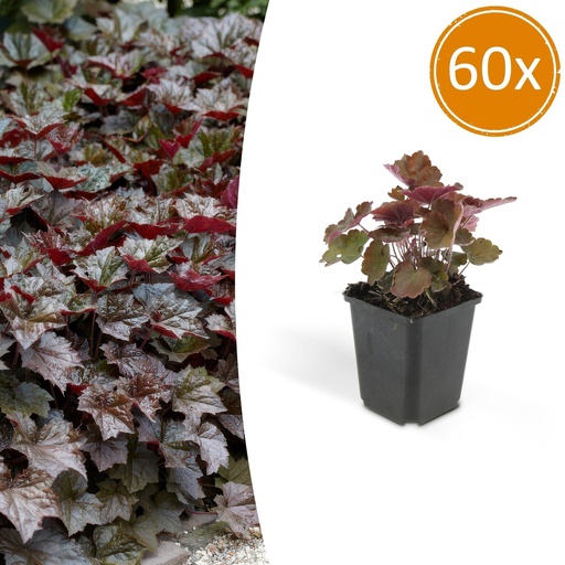"Purpurglöckchen 'Palace Purple' 60er-Set (Heuchera micrantha) – winterharte Blattschmuckstaude, Topf-Ø 9 cm, Höhe ca. 25 cm image"
