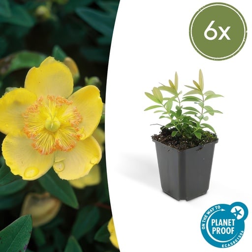 "6x Hypericum calycinum - ↕10-25cm - Ø9cm image"