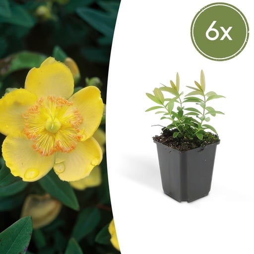 "Großblütiges Johanniskraut 6er-Set (Hypericum calycinum) – winterharter Bodendecker, Topf-Ø 9 cm, Höhe ca. 25 cm image"