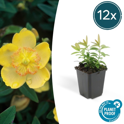 "12x Hypericum calycinum - ↕10-25cm - Ø9cm image"