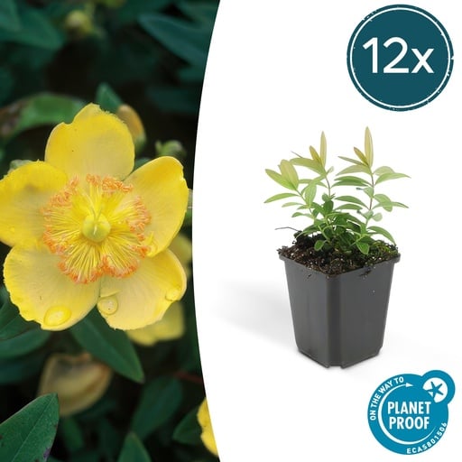 "Großblütiges Johanniskraut 12er-Set (Hypericum calycinum) – winterharter Bodendecker, Topf-Ø 9 cm, Höhe ca. 25 cm image"