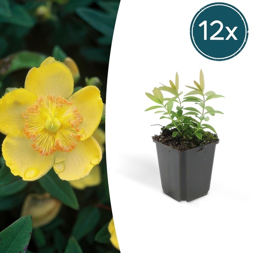 "Großblütiges Johanniskraut 12er-Set (Hypericum calycinum) – winterharter Bodendecker, Topf-Ø 9 cm, Höhe ca. 25 cm image"