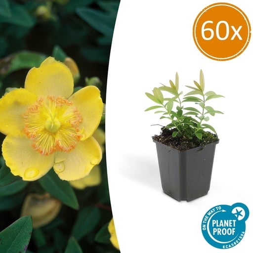 "60x Hypericum calycinum - ↕10-25cm - Ø9cm image"