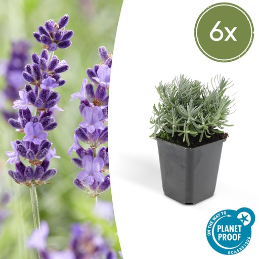 "6x Lavandula 'Hidcote' - ↕10-25cm - Ø9cm image"