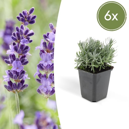"Echter Lavendel 'Hidcote' 6er-Set (Lavandula angustifolia) – winterharte Duftstaude, Topf-Ø 9 cm, Höhe ca. 25 cm image"