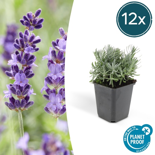 "12x Lavandula 'Hidcote' - ↕10-25cm - Ø9cm image"