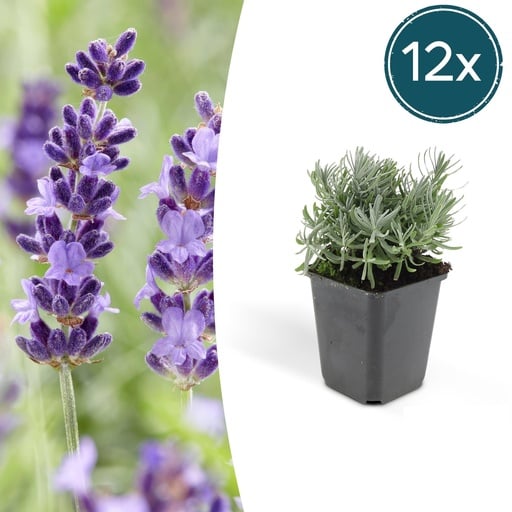"Echter Lavendel 'Hidcote' 12er-Set (Lavandula angustifolia) – winterharte Staude, Topf-Ø 9 cm, Höhe ca. 25 cm image"