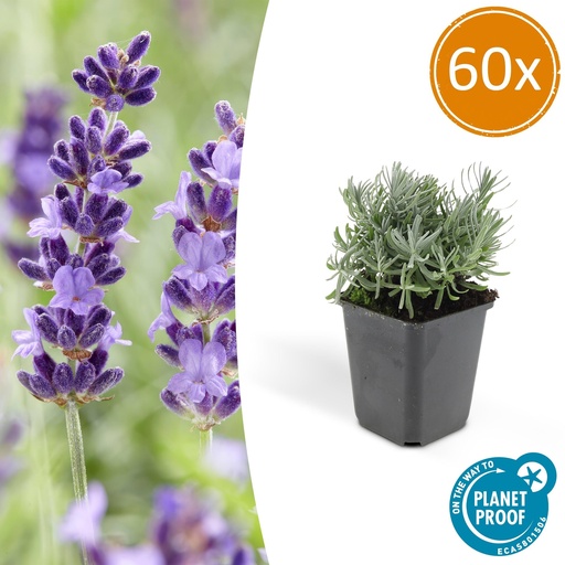 "60x Lavandula 'Hidcote' - ↕10-25cm - Ø9cm image"