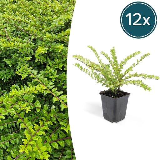 "Heckenmyrte 'Maigrün' 12er-Set (Lonicera nit.) – winterharter immergrüner Strauch, Topf-Ø 9 cm, Höhe ca. 25 cm image"