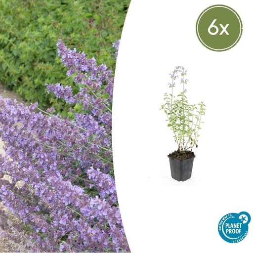 "6x Nepeta 'Walker's Low' - ↕10-25cm - Ø9cm image"