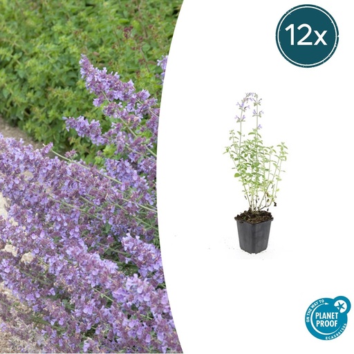 "12x Nepeta 'Walker's Low' - ↕10-25cm - Ø9cm image"