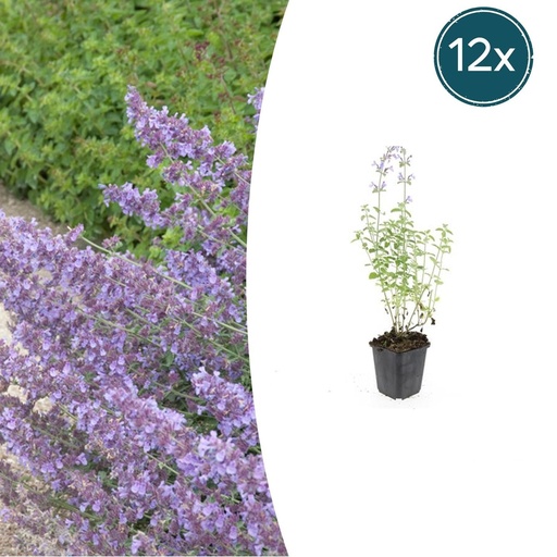 "Katzenminze 'Walker' 12er-Set (Nepeta s) – winterharte Staude, Topf-Ø 9 cm, Höhe ca. 25 cm image"