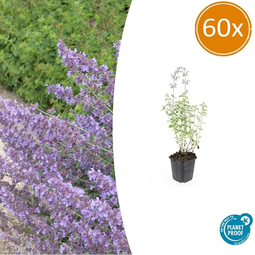 "60x Nepeta 'Walker's Low' - ↕10-25cm - Ø9cm image"