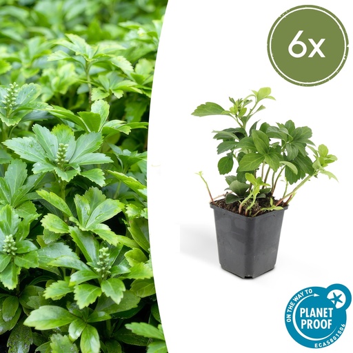 "6x Pachysandra term. 'Green Carpet' - ↕10-25cm - Ø9cm image"