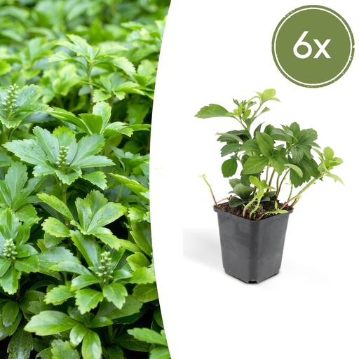 "Dickmännchen 'Green Carpet' 6er-Set (Pachysandra terminalis) – winterharter Bodendecker, Topf-Ø 9 cm, Höhe ca. 25 cm image"
