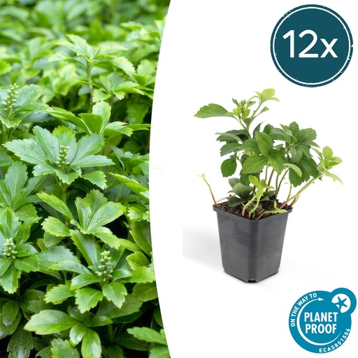 "Ysander 'Green Carpet' 12er-Set (Pachysandra terminalis) – winterharte Bodendecker-Staude, Topf-Ø 9 cm, Höhe ca. 25 cm image"
