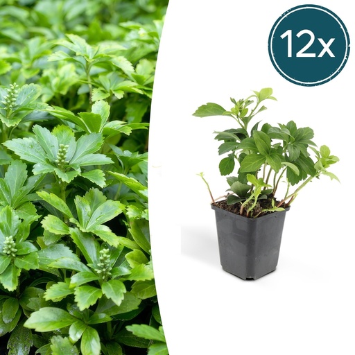 "Ysander 'Green Carpet' 12er-Set (Pachysandra terminalis) – winterharte Bodendecker-Staude, Topf-Ø 9 cm, Höhe ca. 25 cm image"