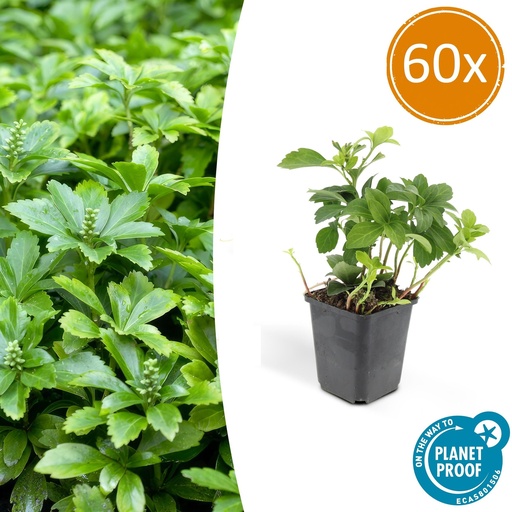 "60x Pachysandra term. 'Green Carpet' - ↕10-25cm - Ø9cm image"