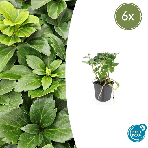 "6x Pachysandra terminalis - ↕10-25cm - Ø9cm image"