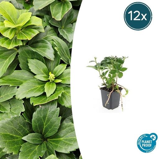 "12x Pachysandra terminalis - ↕10-25cm - Ø9cm image"