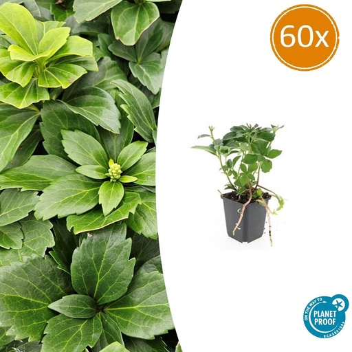 "60x Pachysandra terminalis - ↕10-25cm - Ø9cm image"