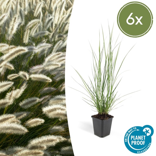 "6x Pennisetum alopecuroides 'Hameln' - ↕10-25cm - Ø9cm image"