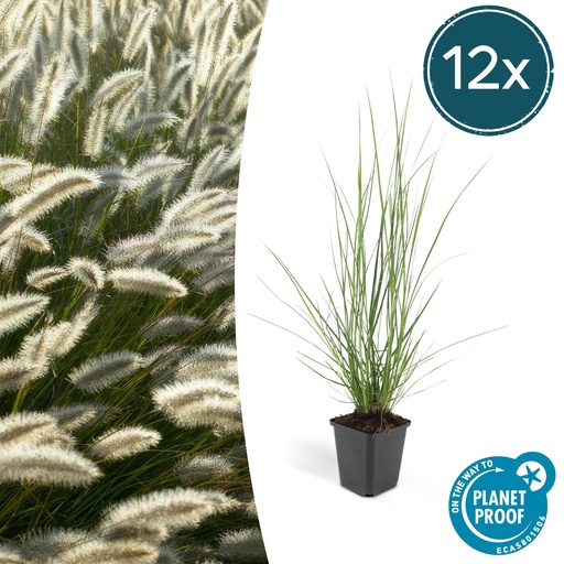 "12x Pennisetum alopecuroides 'Hameln' - ↕10-25cm - Ø9cm image"